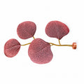 Eucalyptus Magnetic Stem - assorted colours