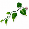Pothos Magnetic Stem