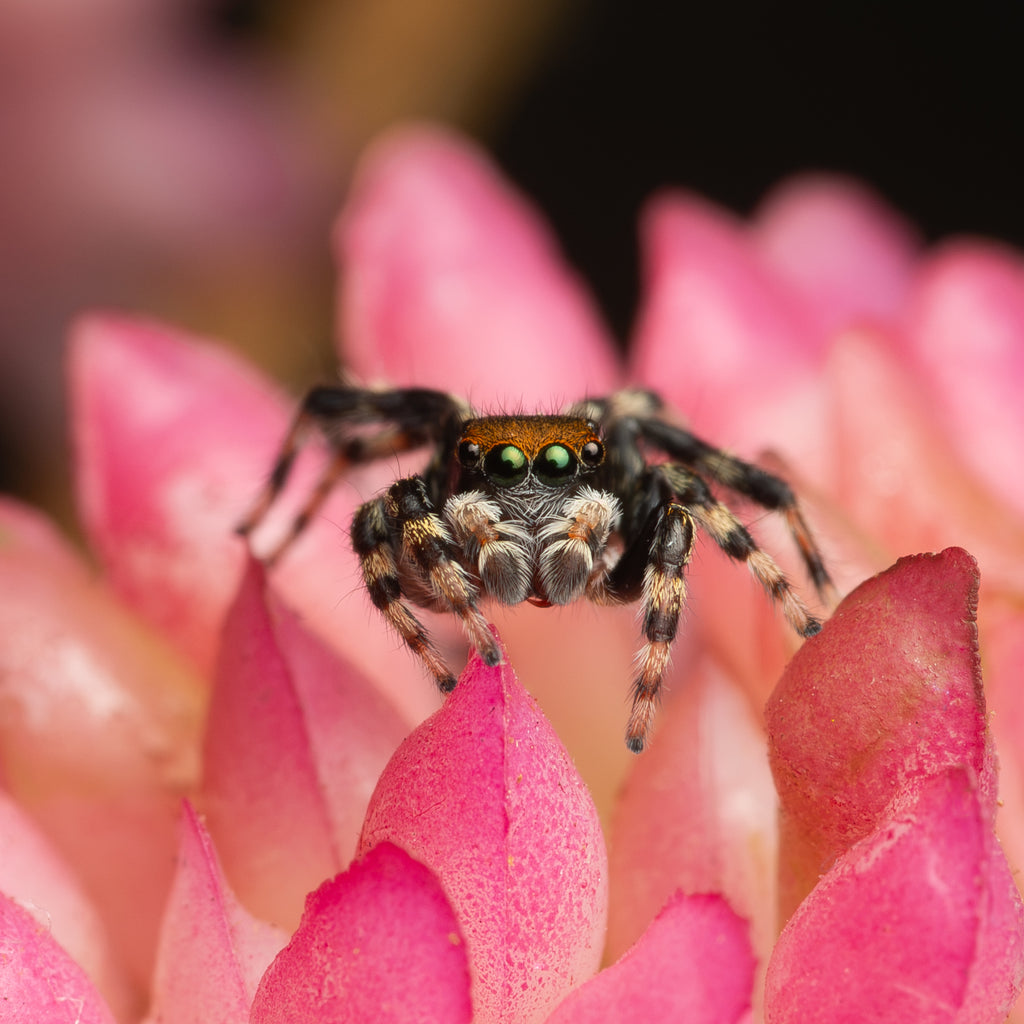 Maratus griseus mature male captive bred