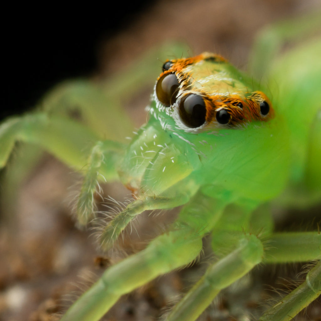 Mopsus mormon unsexed juvenile captive bred