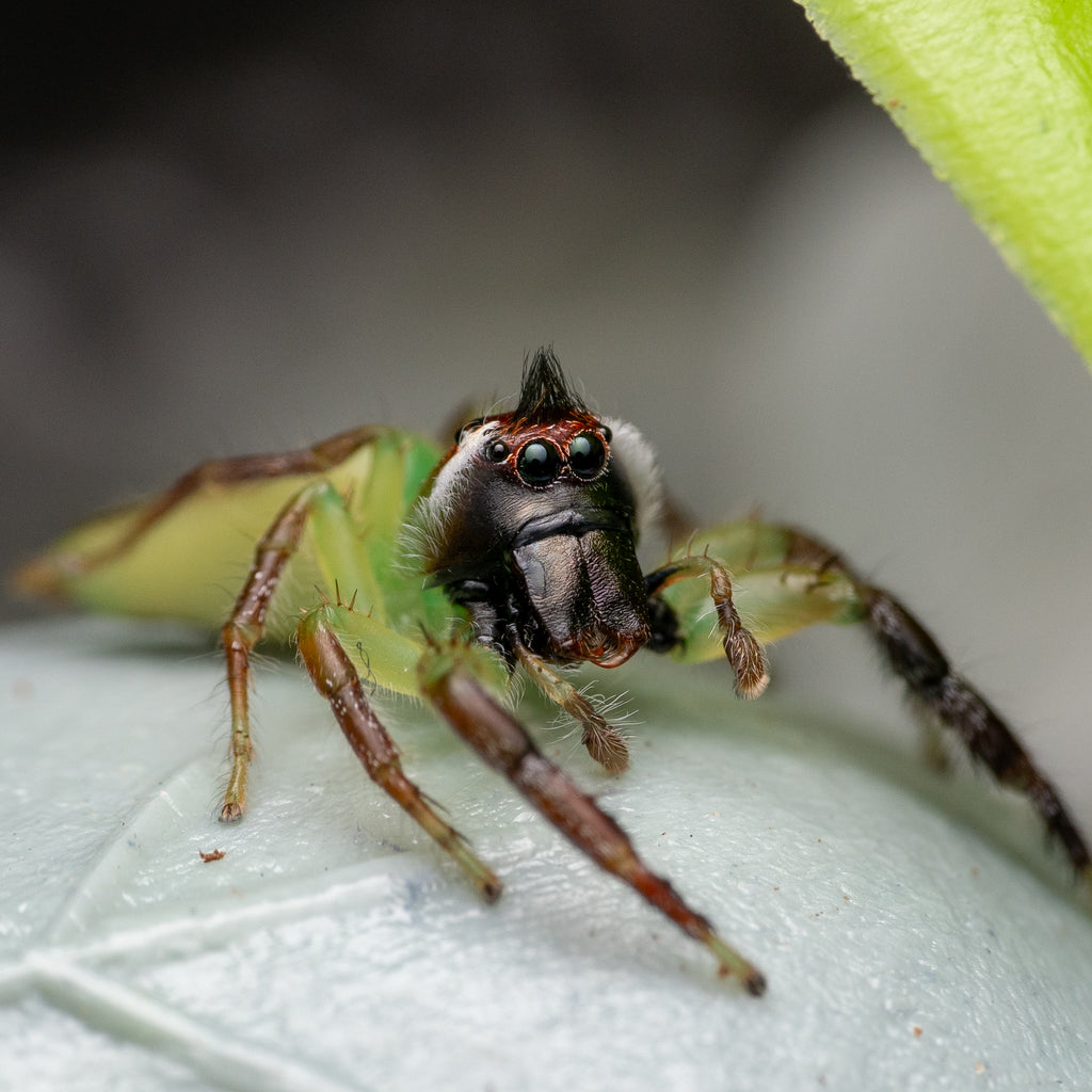 Mopsus mormon male captive bred