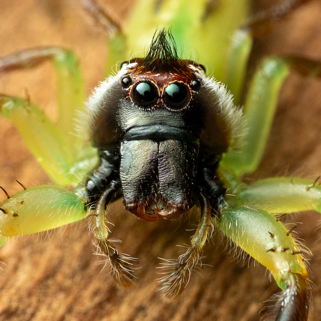 Mopsus mormon male captive bred