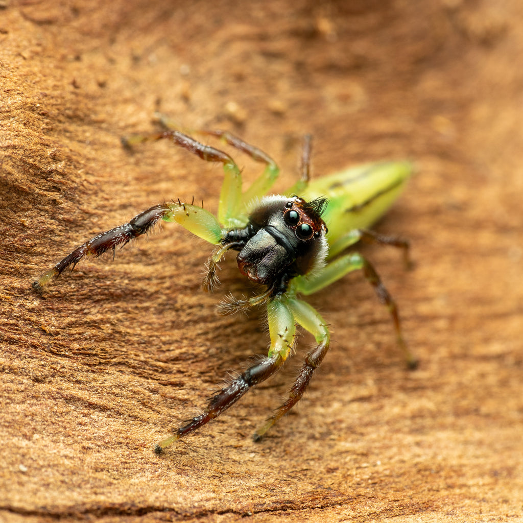 Mopsus mormon male captive bred