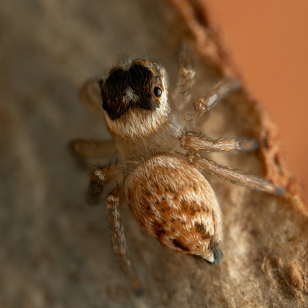 Maratus griseus unsexed juvenile captive bred