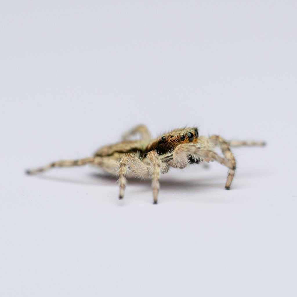 Menemerus bivittatus  unsexed juvenile captive bred