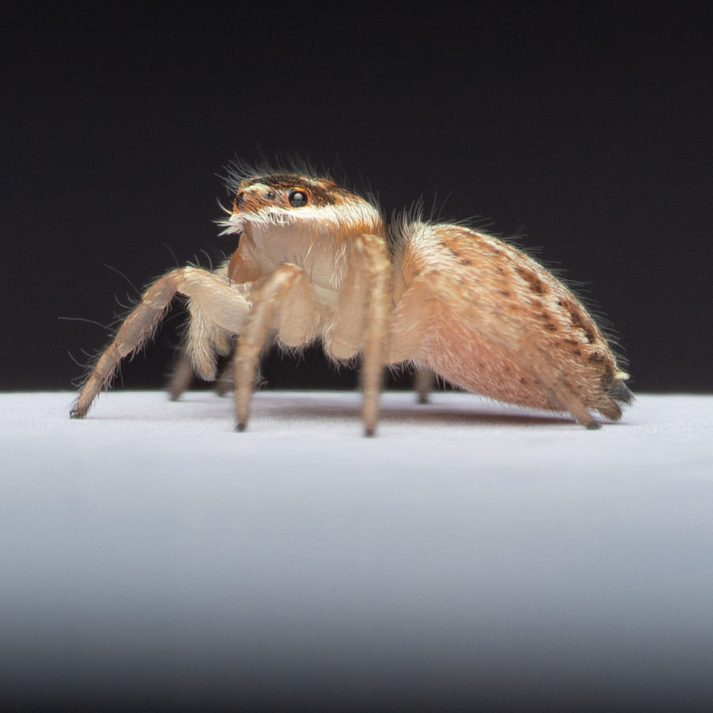 Maratus griseus unsexed juvenile captive bred