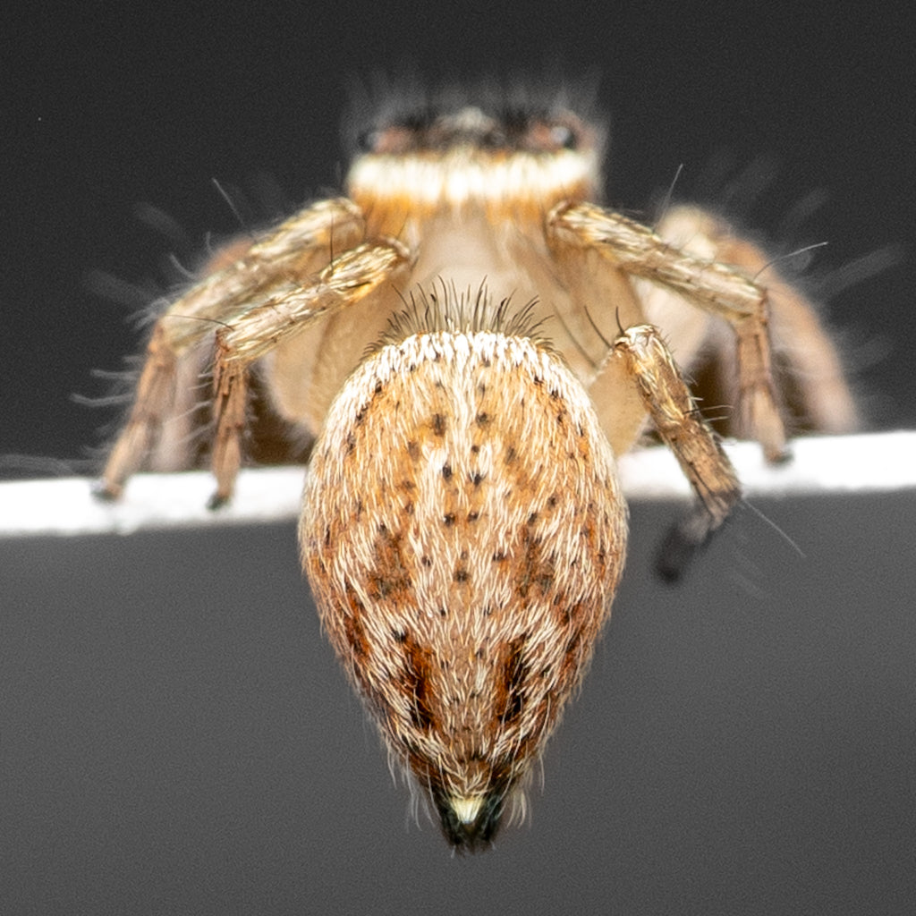 Maratus griseus unsexed juvenile captive bred