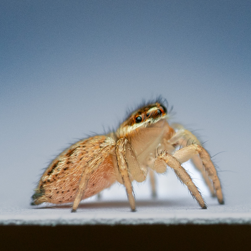 Maratus griseus unsexed juvenile captive bred