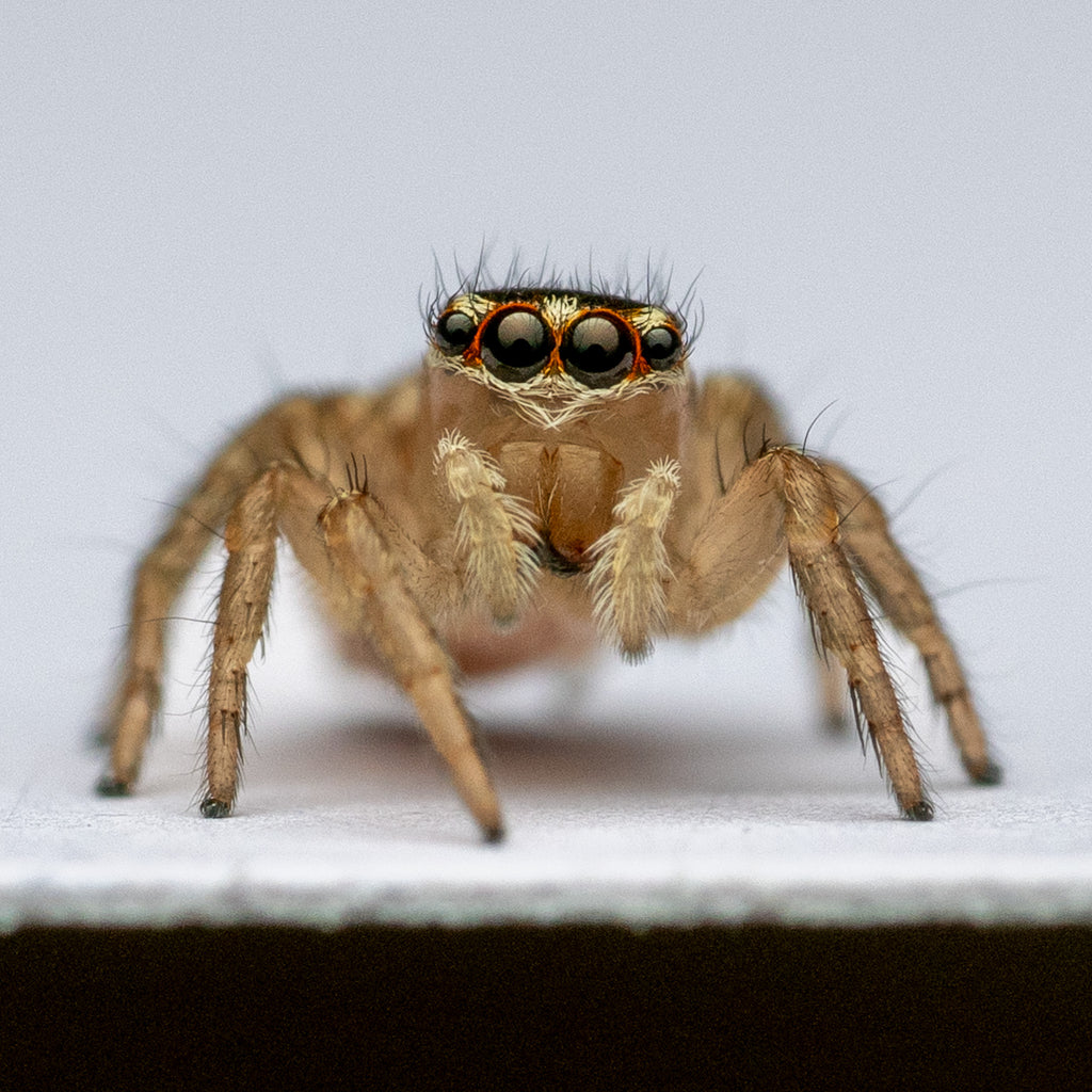 Maratus griseus unsexed juvenile captive bred