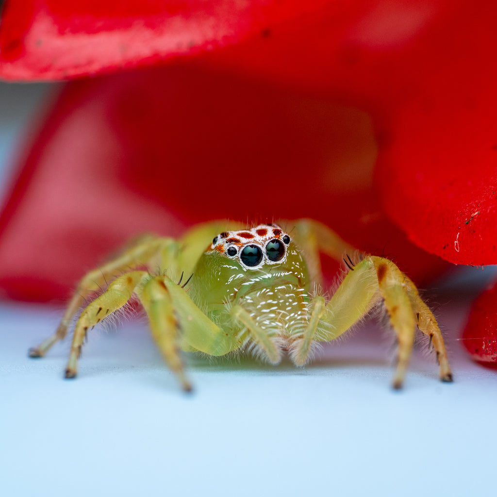 Mopsus mormon female captive bred