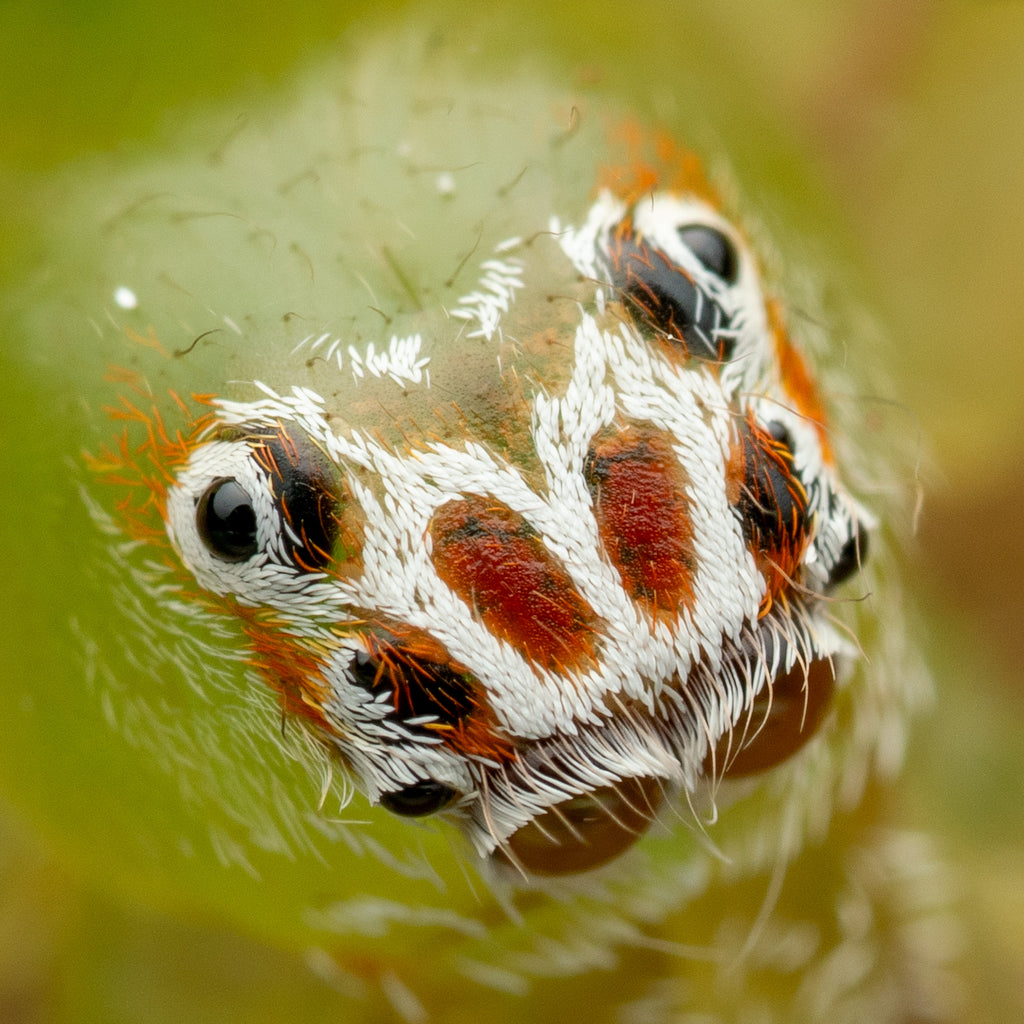 Mopsus mormon female captive bred