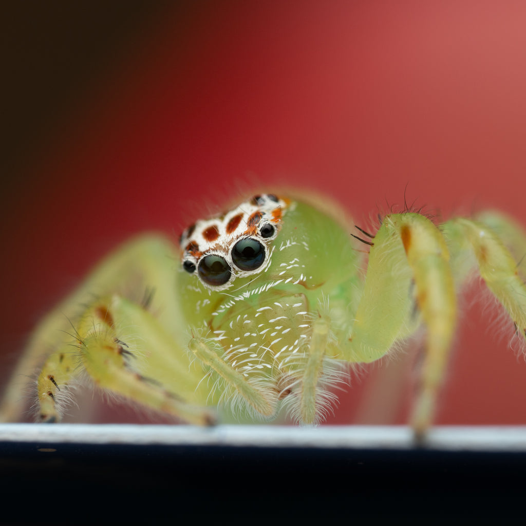 Mopsus mormon female captive bred