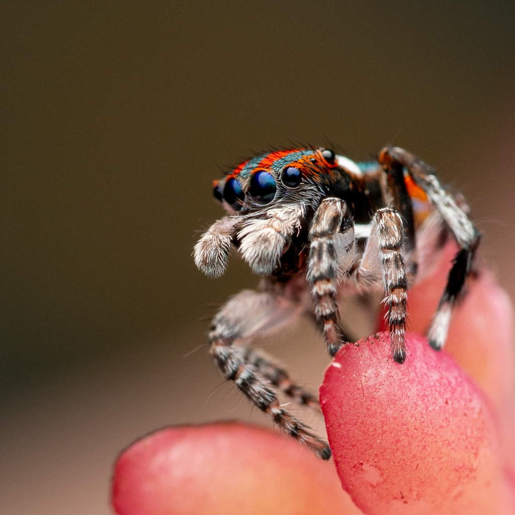 Maratus volans adult male captive bred with the HIVE terrestrial kit