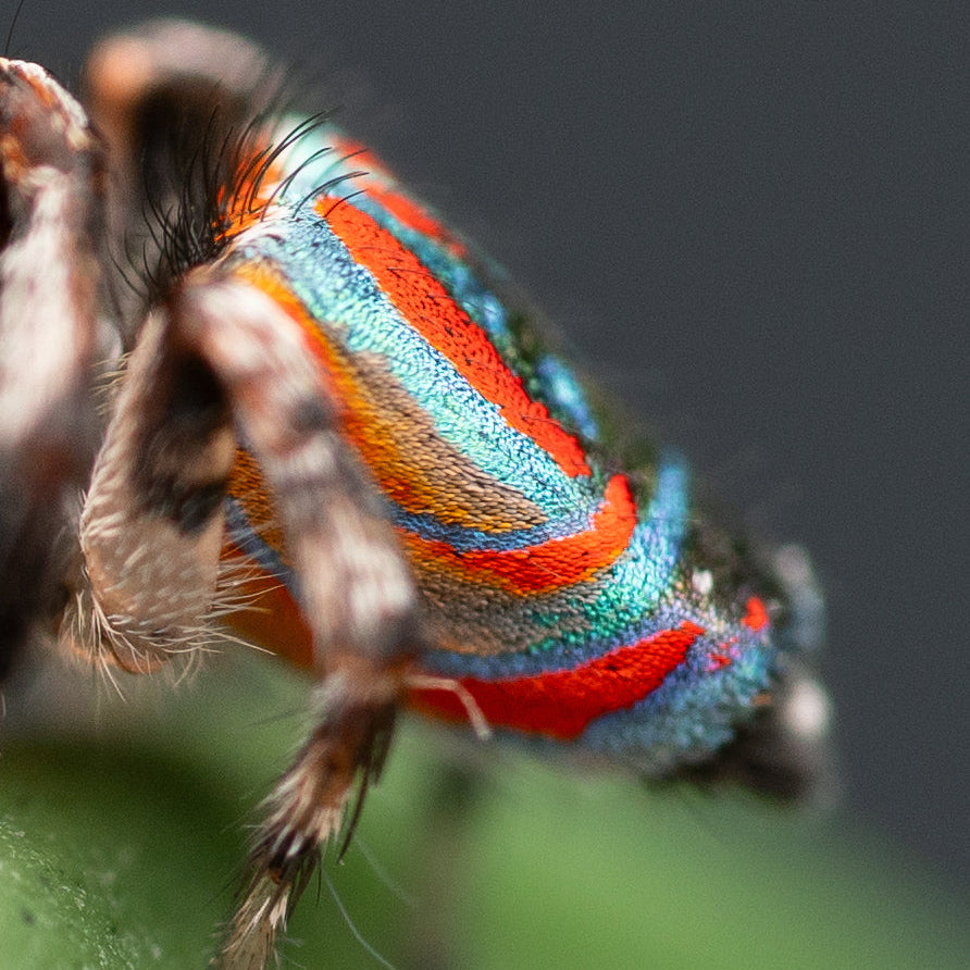 Maratus volans adult male captive bred with the HIVE terrestrial kit