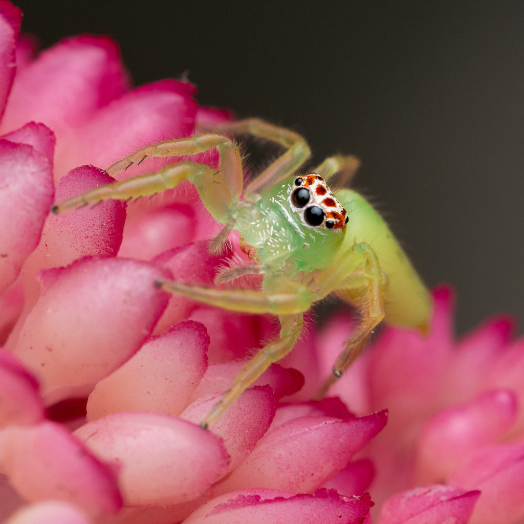 Mopsus mormon unsexed juvenile captive bred