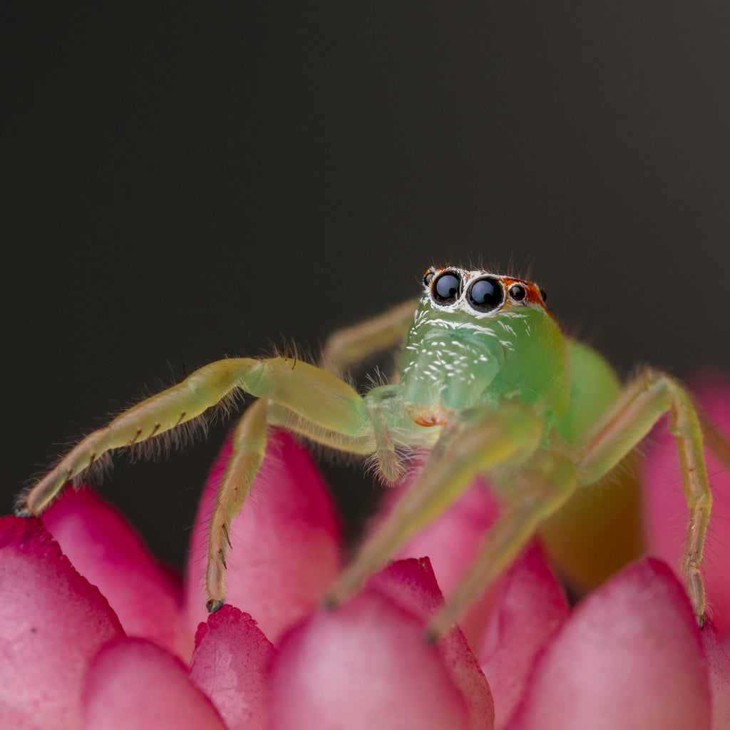 Mopsus mormon unsexed juvenile captive bred