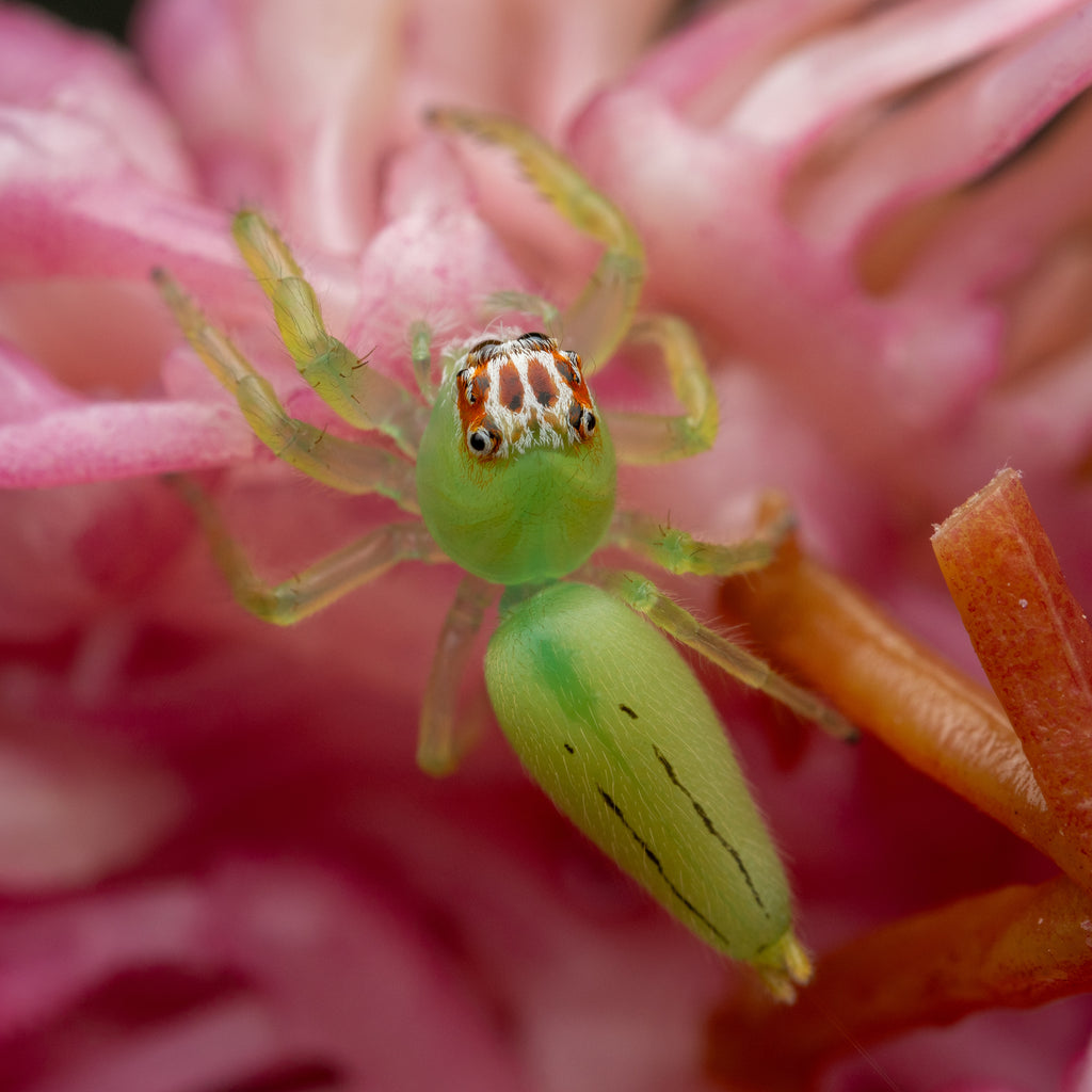 Mopsus mormon unsexed juvenile captive bred