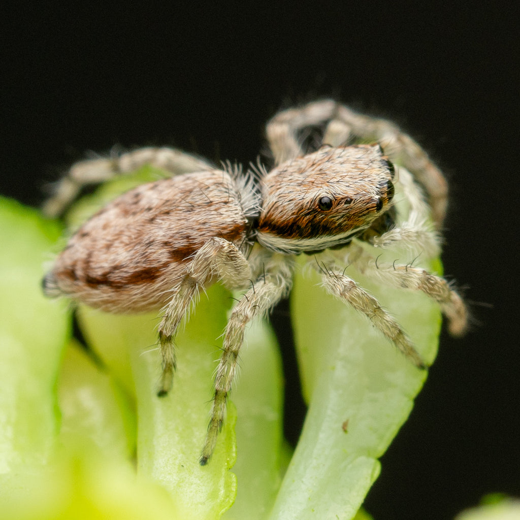 Menemerus bivittatus  unsexed juvenile captive bred