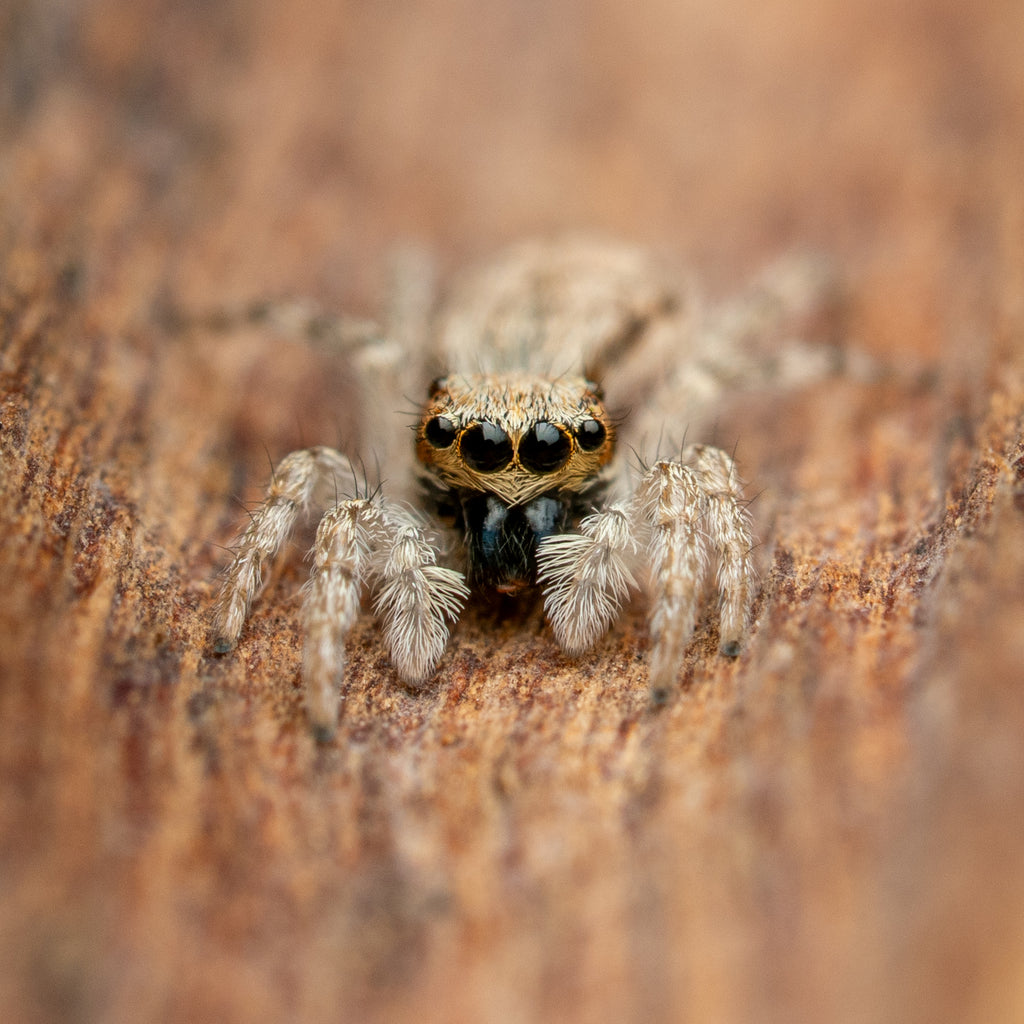 Menemerus bivittatus  unsexed juvenile captive bred