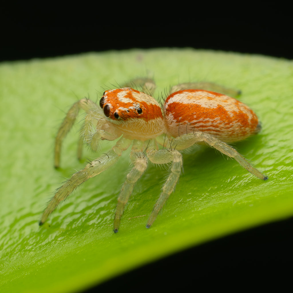 Cytaea alburna unsexed juvenile captive born with the APEX compete starter kit