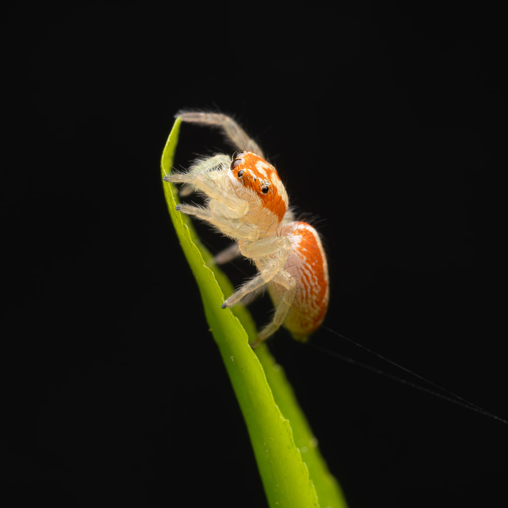 Cytaea alburna unsexed juvenile captive born with the APEX compete starter kit
