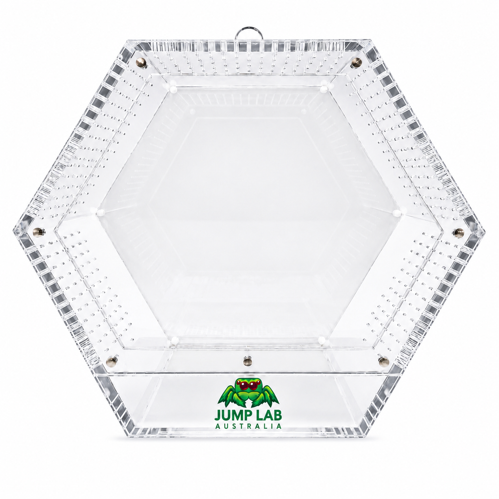 Mopsus mormon unsexed juvenile captive bred with the HIVE complete starter kit
