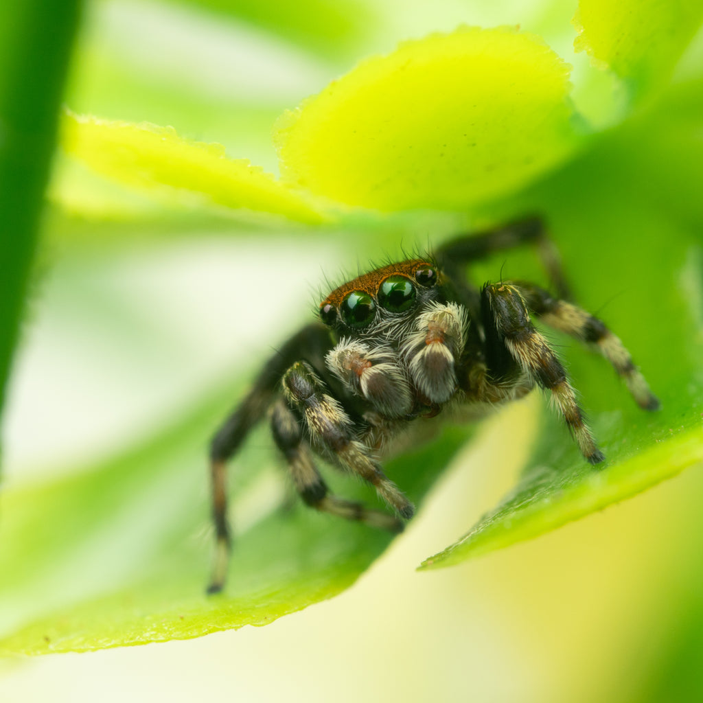 Maratus griseus mature male captive bred