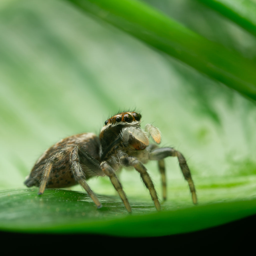 Maratus griseus sub-adult male captive bred