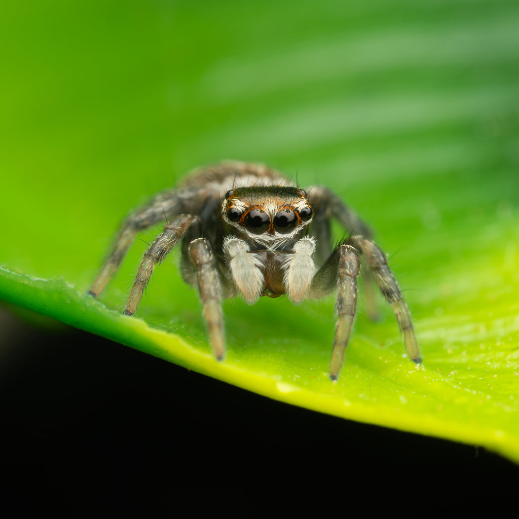 Maratus griseus sub-adult male captive bred