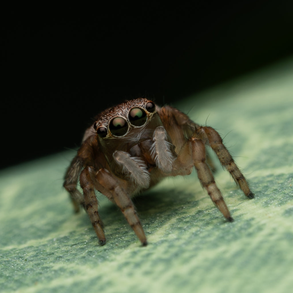 Maratus volans unsexed juvenile captive bred