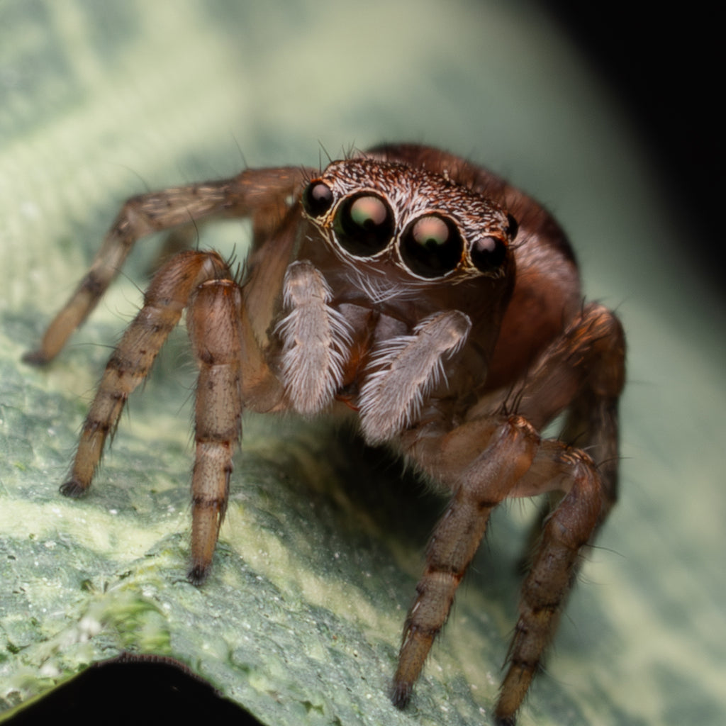Maratus volans unsexed juvenile captive bred