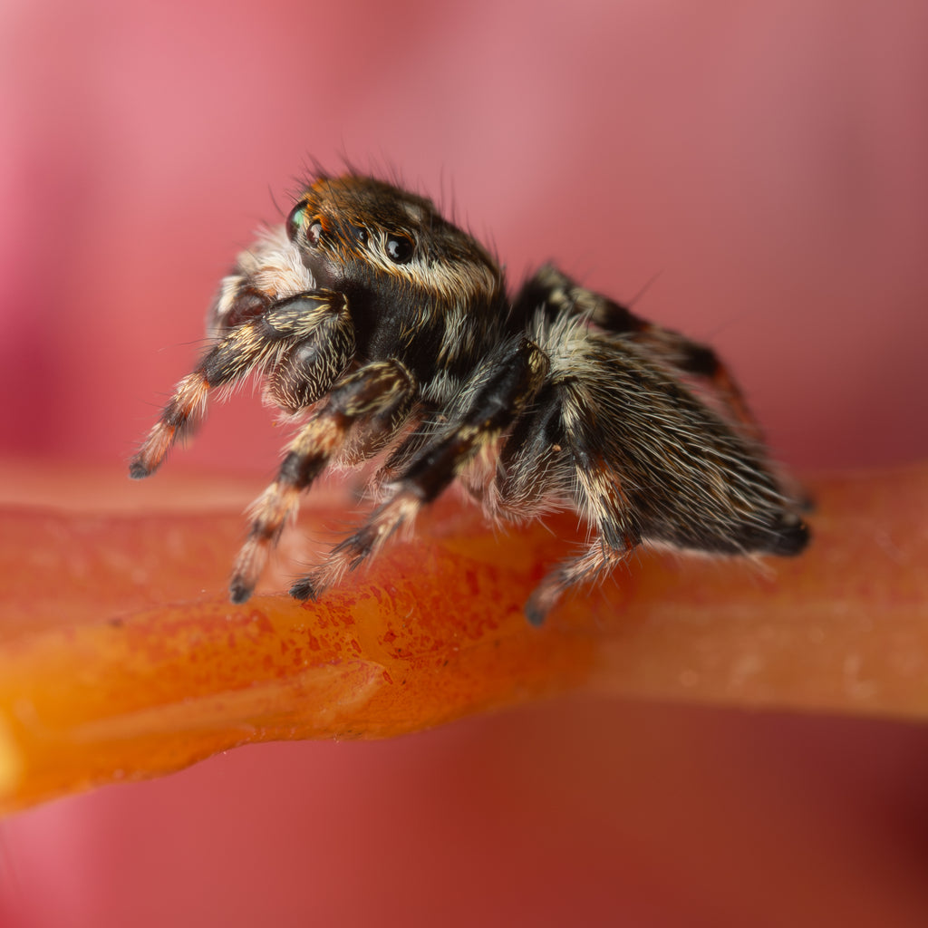 Maratus griseus mature male captive bred