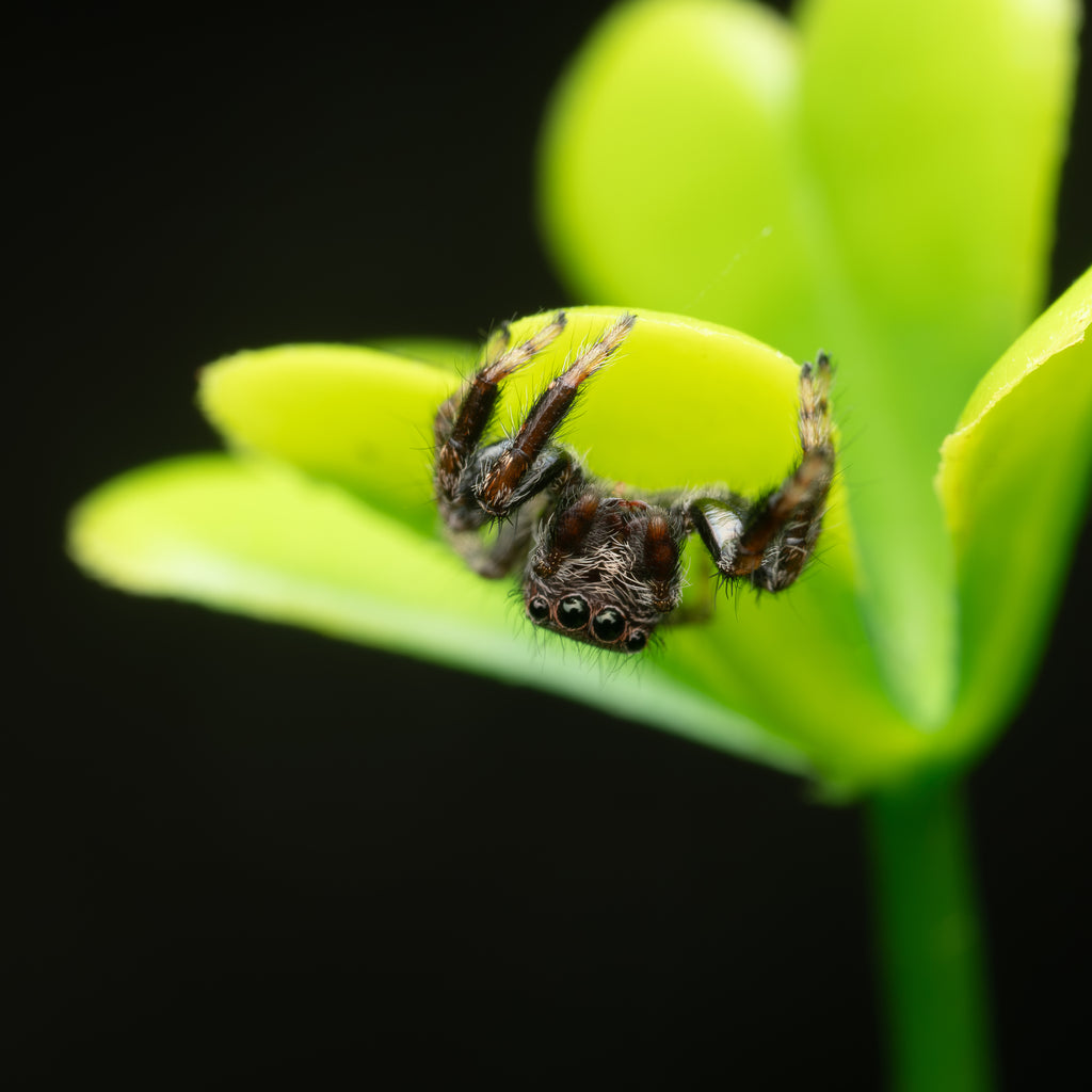 Servaea incana mature male captive born