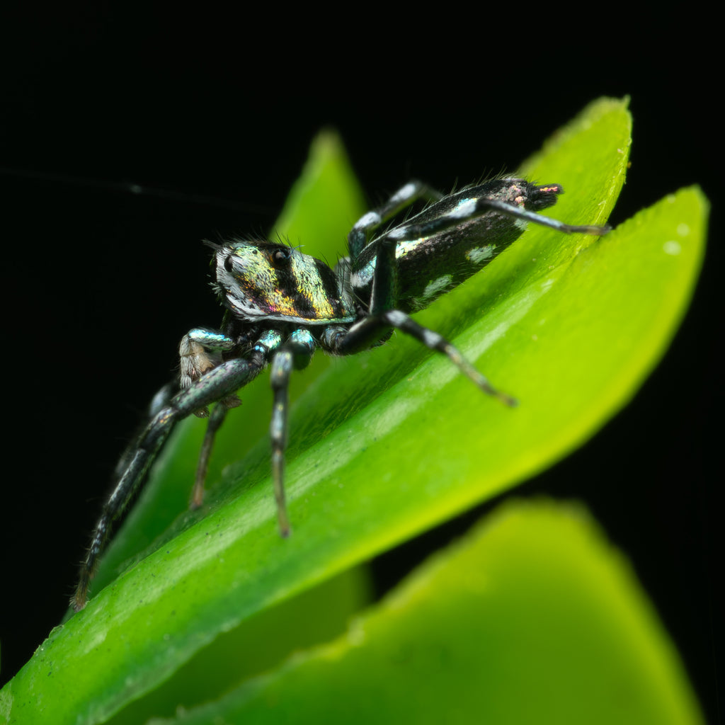 Cosmophasis micarioides mature male captive bred
