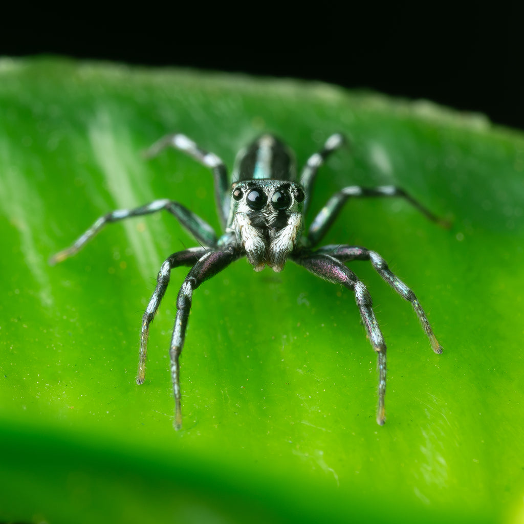 Cosmophasis micarioides mature male captive bred
