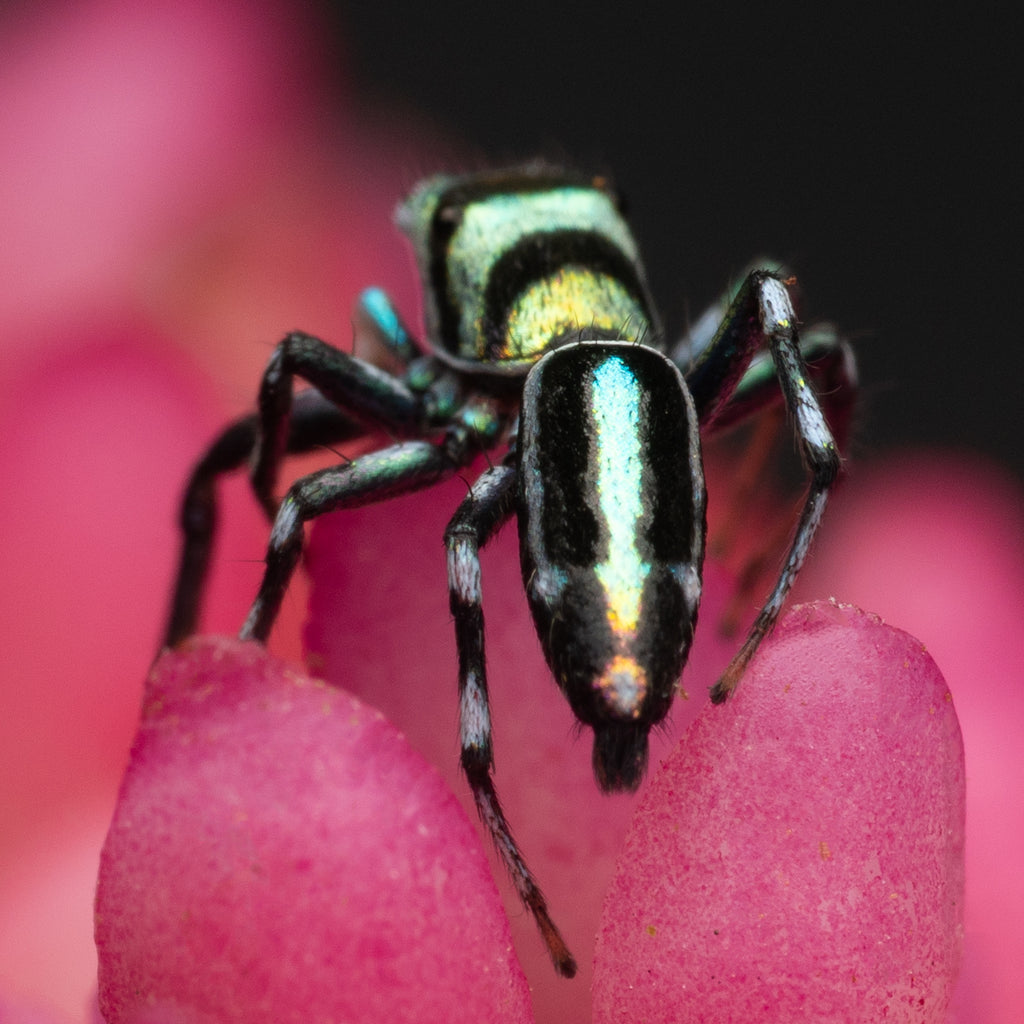 Cosmophasis micarioides mature male captive bred