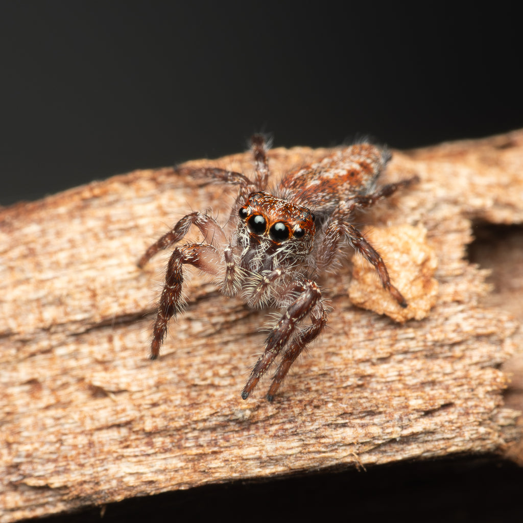 Sandalodes superbus unsexed juvenile captive born