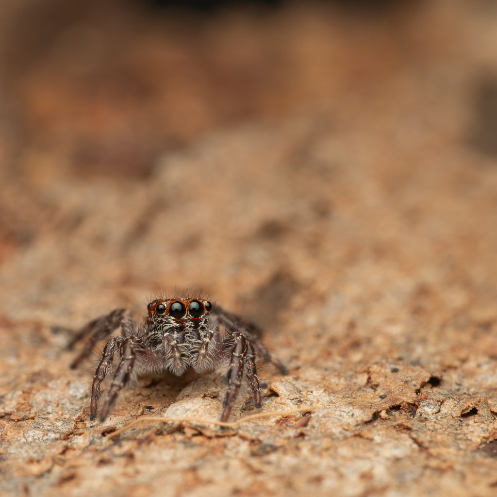 Sandalodes superbus unsexed juvenile captive born
