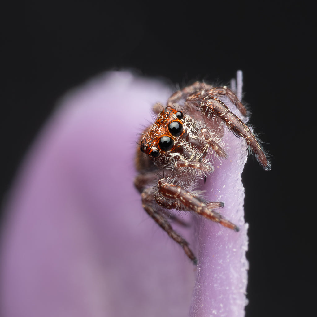 Sandalodes superbus unsexed juvenile captive born