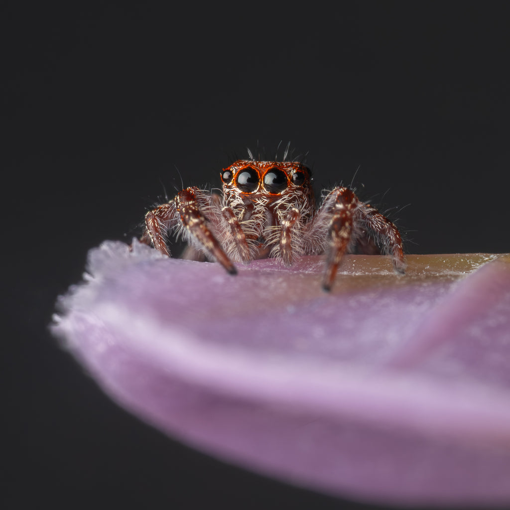 Sandalodes superbus unsexed juvenile captive born