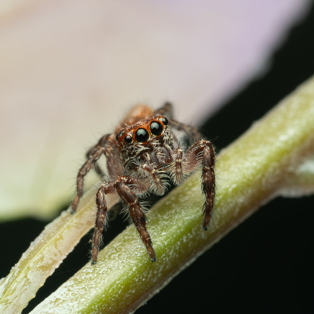Sandalodes superbus unsexed juvenile captive born