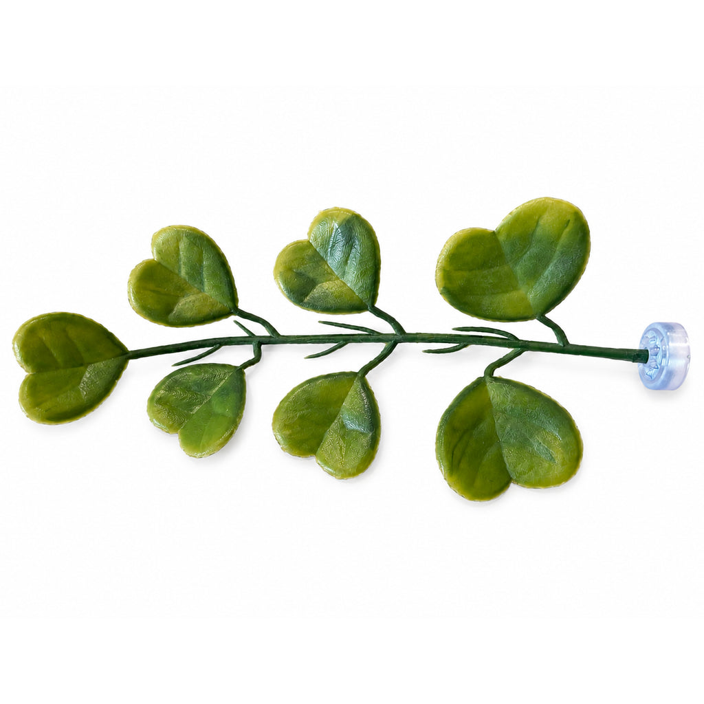 Hoya Kerrii Magnetic Stem