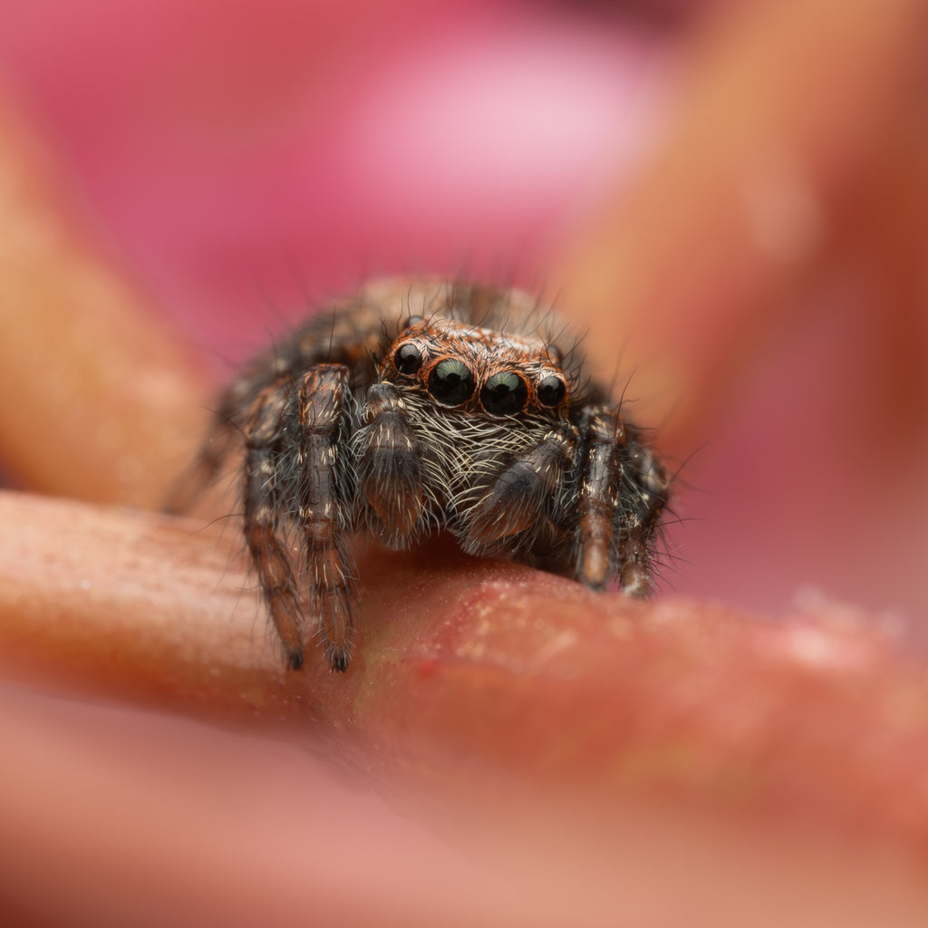 Servaea incana sub-adult male captive born