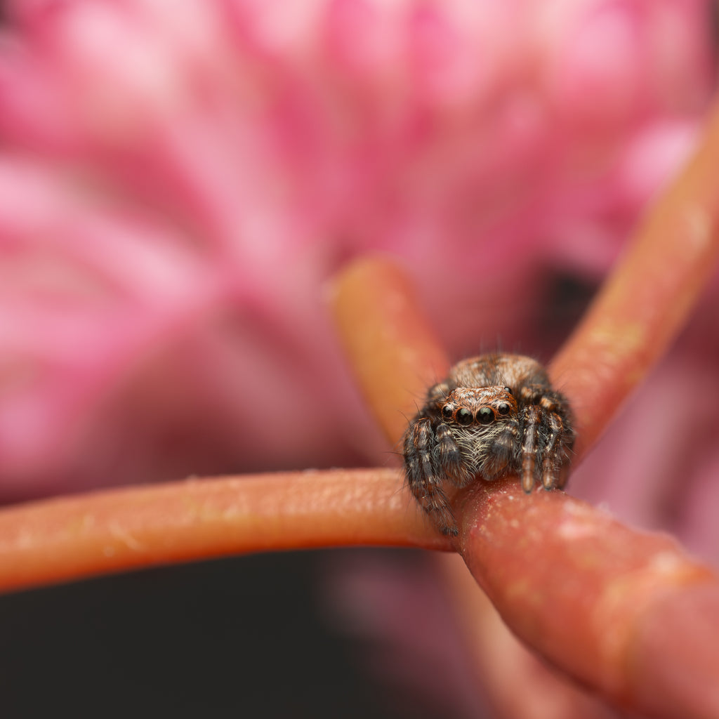 Servaea incana sub-adult male captive born