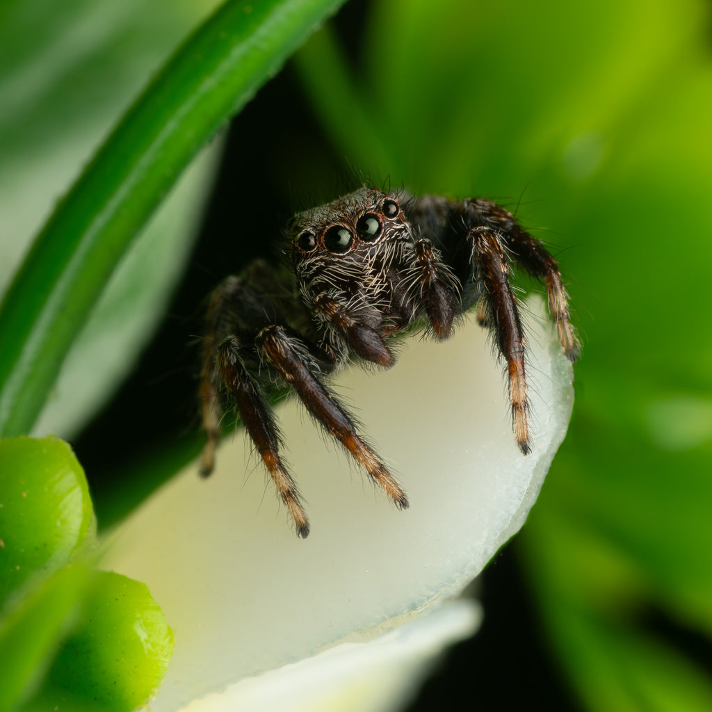 Servaea incana mature male captive born