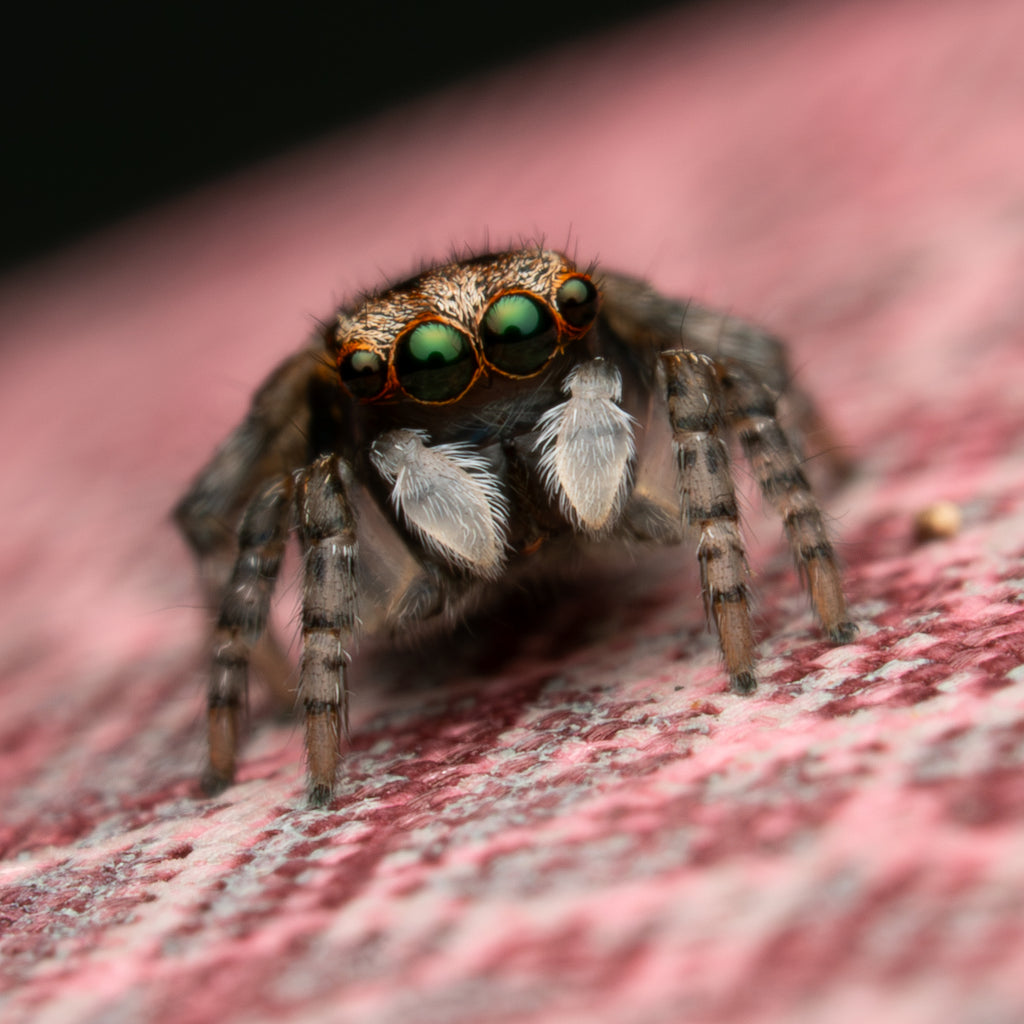 Maratus volans sub adult male captive bred with the HIVE terrestrial kit