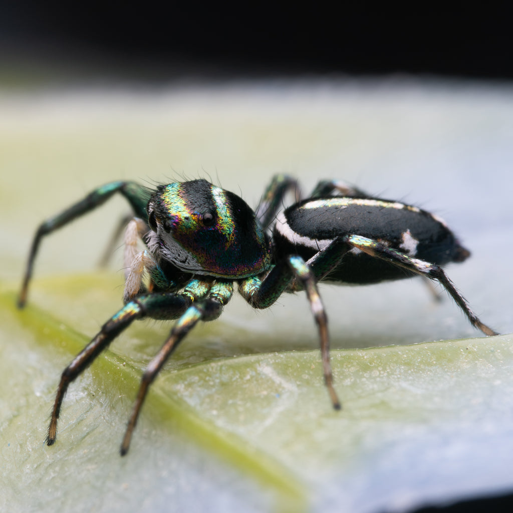 Cosmophasis thalassina mature male captive bred