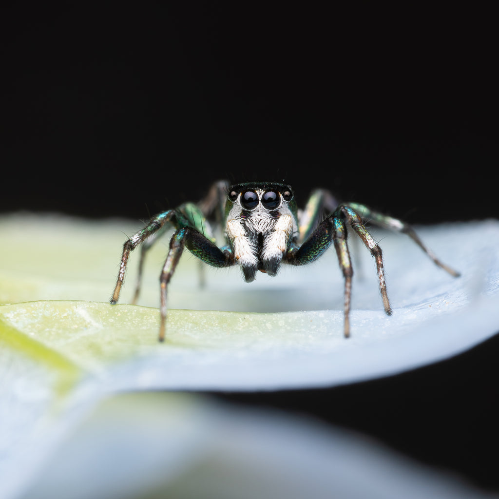 Cosmophasis thalassina mature male captive bred