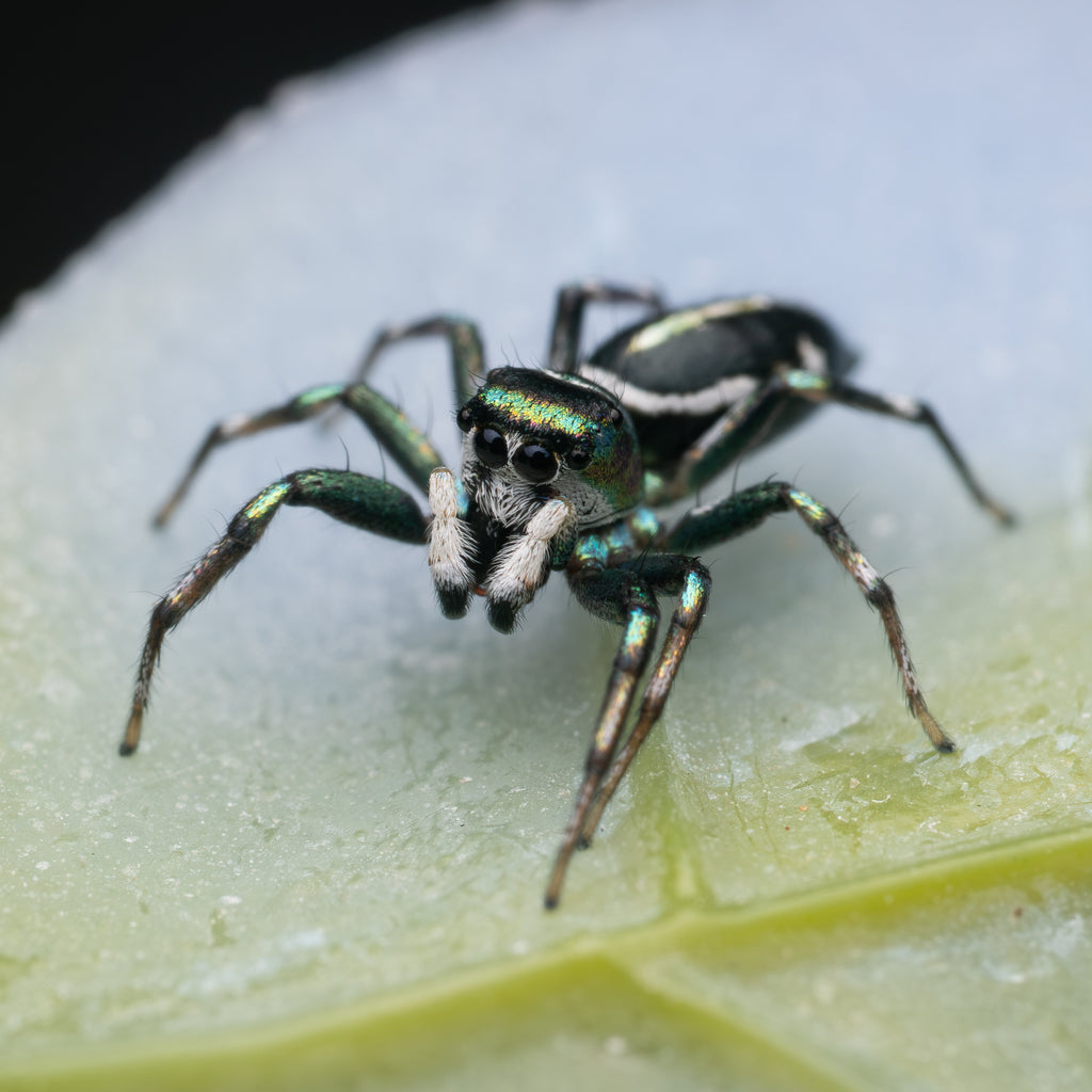Cosmophasis thalassina mature male captive bred