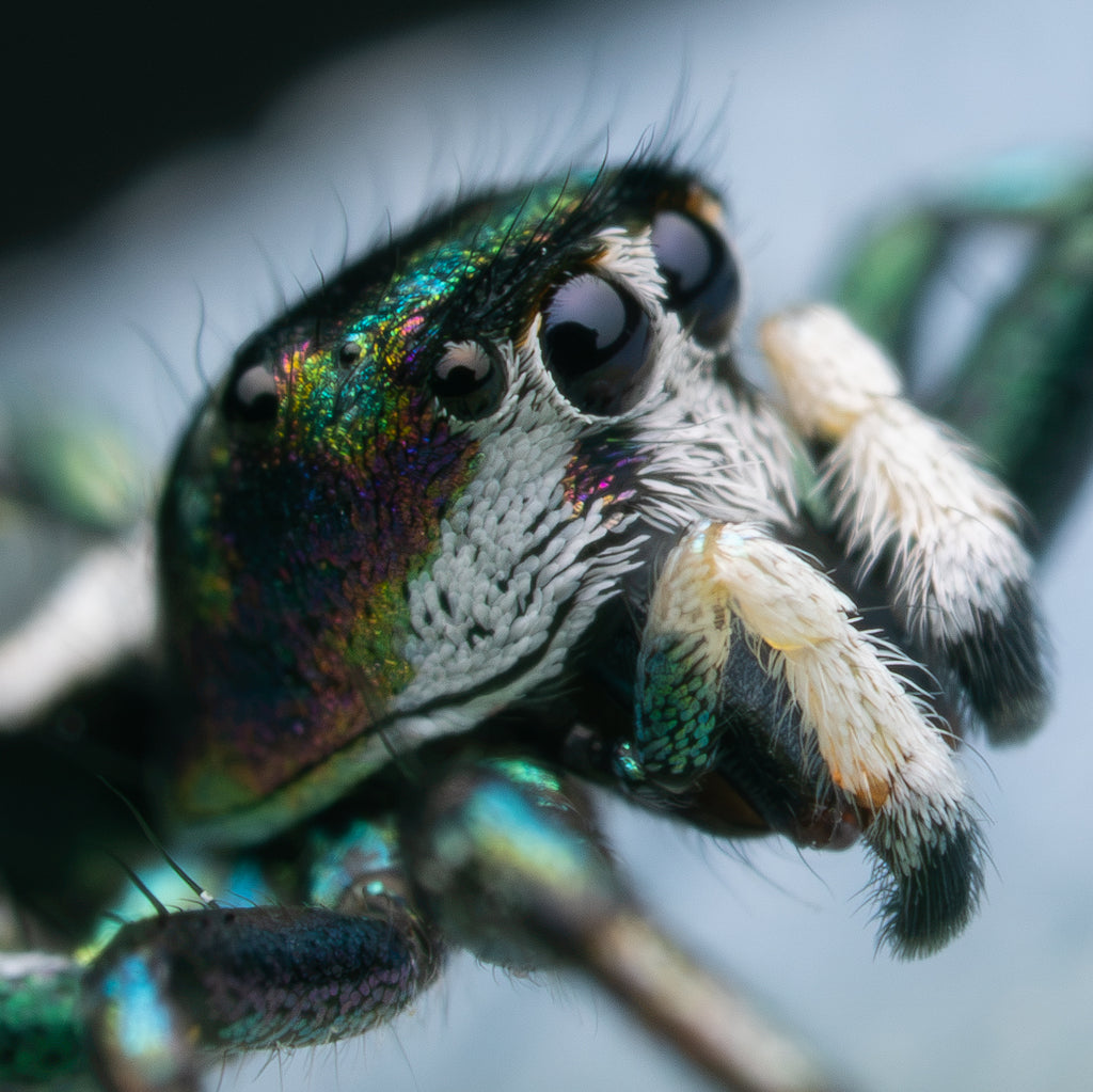 Cosmophasis thalassina mature male captive bred